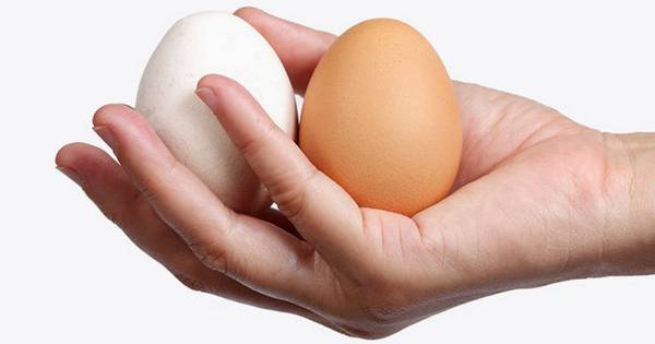 Два яйца в руке